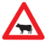 Cattle
